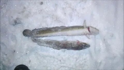 Приманки на налима