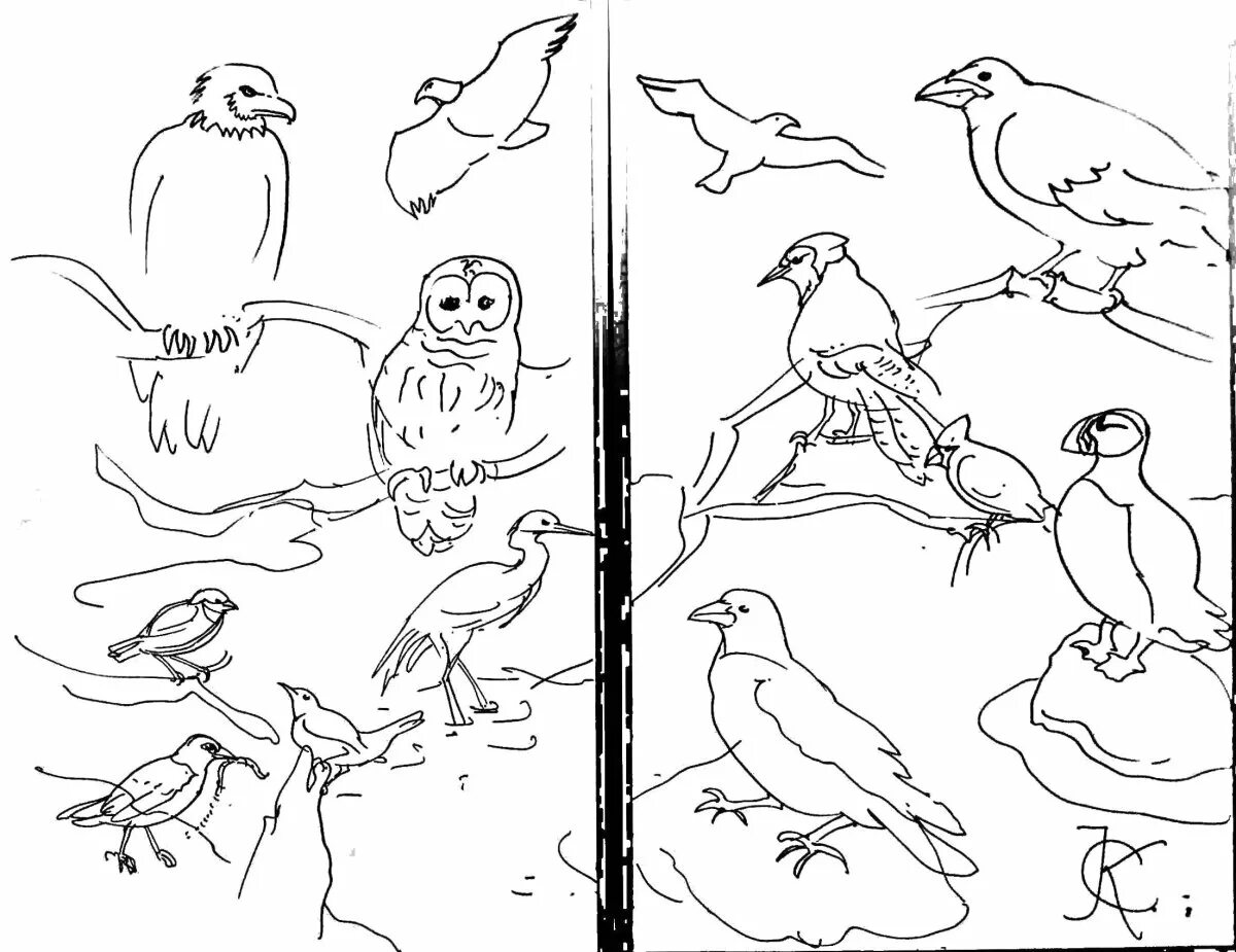 Птицы раскраска с названиями для детей. Птицы. Раскраска. Птицы раскраска для детей. Раскраска "перелетные птицы". Перелетные птицы раскраска для детей.