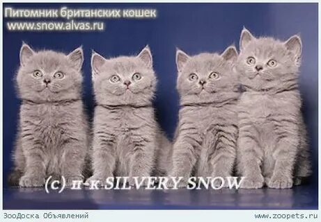 Сильвер сноу питомник