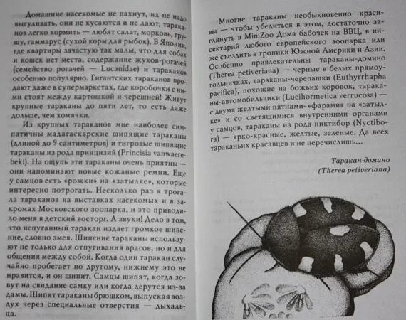 Письма насекомых (Кувыкина о.). Письмо от насекомого. Произведение Кувыкина письма насекомых сообщение. Кувыкина, о. в. книги. Тапок таракана