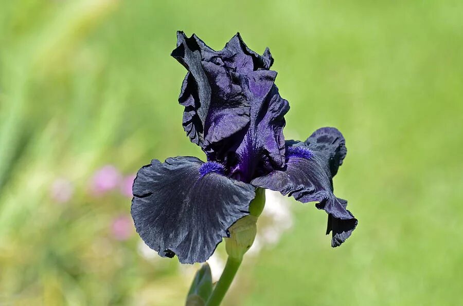 Темный дракон ирис. Ирис блэк дрэгон (black dragon). Ирис блэк найт. Темный дракон ирис. Ирис германика блэк.