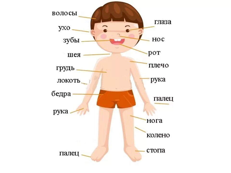 Части тела человека. Части тела для детей. Части тела человека названия. Тело человека для детей.