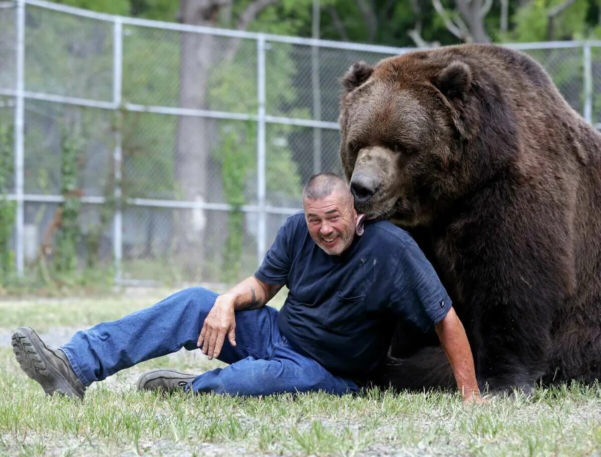 He can t bear. Бурый медведь Кадьяк. Медведь Кадьяк самый большой в мире. Кадьяк барт. Джим Ковальчик.