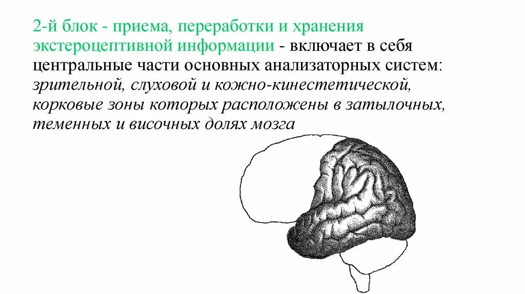 Нарушения блоков мозга. Второй блок по Лурия. Блок приема переработки и хранения информации Лурия. 2 Блок мозга по Лурия. 3 Функциональных блока мозга по Лурия.