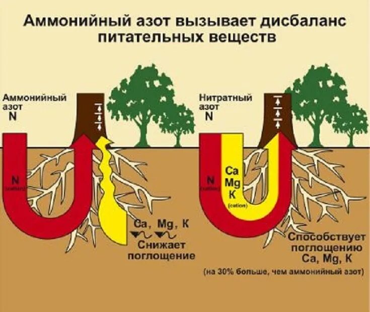 Соединения азота в почве. Формы азота для растений. Формы азота в почве. Нитратный и аммонийный азот в почве. Нитратная форма азота для растений это.