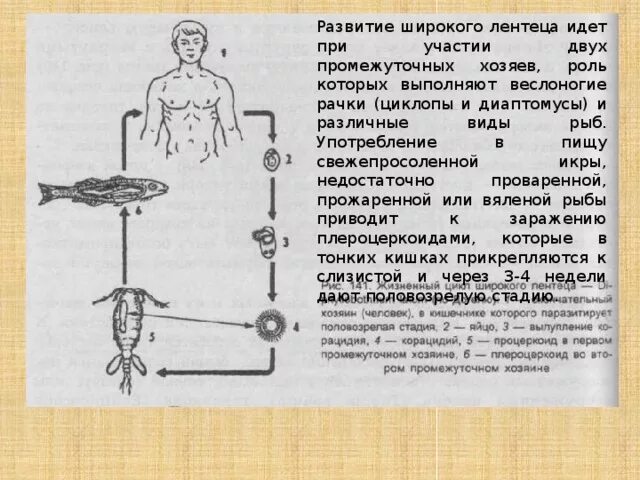 Цикл развития широкого лентеца. Жизненный цикл широкого лентеца схема. Стадии жизненного цикла широкого лентеца. Этапы развития широкого лентеца.