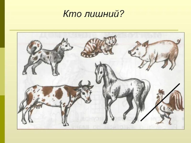 Выберите лишнее животное в природной зоне. Кто лишний. Картинки кто лишний. Кто лишний животные. Слайд кто лишний.