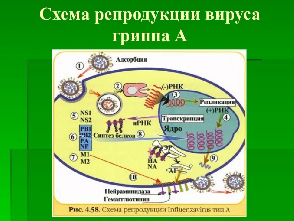 Способ репродукции вирусов. Схема репродукции вируса гриппа. Схема репликации вируса гриппа. Схема репродукции вируса гепатита в. Схема репликации вируса гепатита а.