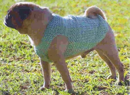 вязаная одежда для собак. вязаная жилетка для собаки. вязаный свитер для собаки. вязаная попонка для джек рассела. вязаный свитер для собаки.
