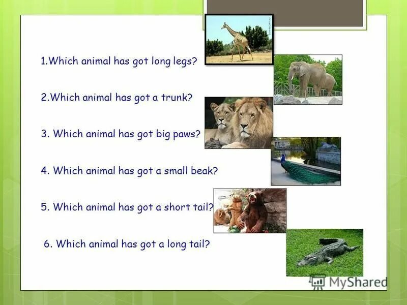 Животные на английском для детей 1 класс. Have has animals worksheets. Which animal is the biggest. Which animal has got a. Amazing creatures 5 класс spotlight презентация.
