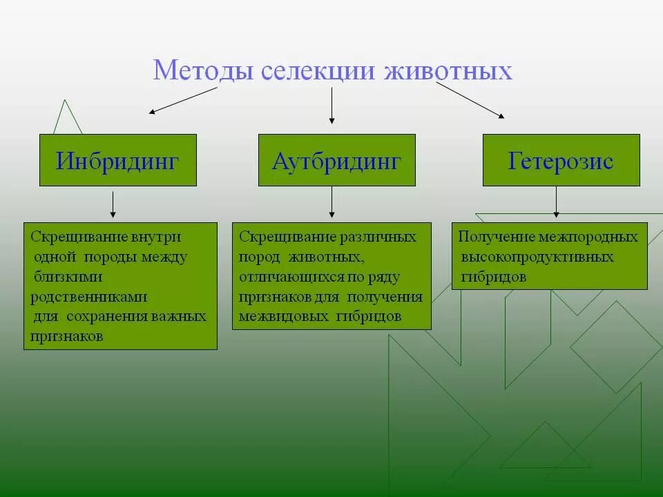 Как человек использует метод. Схема метода селекции животных. Методы селекции животных инбридинг аутбридинг гетерозис. Методы селекции (аутбридинг, инбридинг, отбор).. Метод, используемый в селекции и растений ,и животных:.