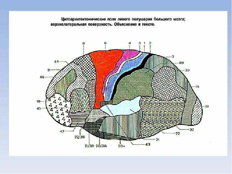 Корковые центры мозга. Ядра анализаторов в коре головного мозга. Ядра анализаторов в коре большого мозга. Корковые ядра анализаторов. Корковые концы анализаторов головного мозга.