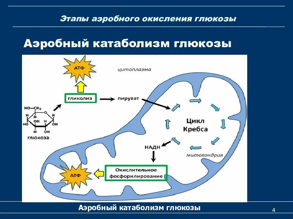 Клеточное дыхание аэробной клетки. Аэробный этап энергетического обмена. Клеточное дыхание аэробной клетки схема. Аэробный этап окисления Глюкозы биология.