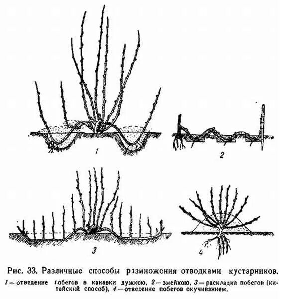 Как размножить кусты