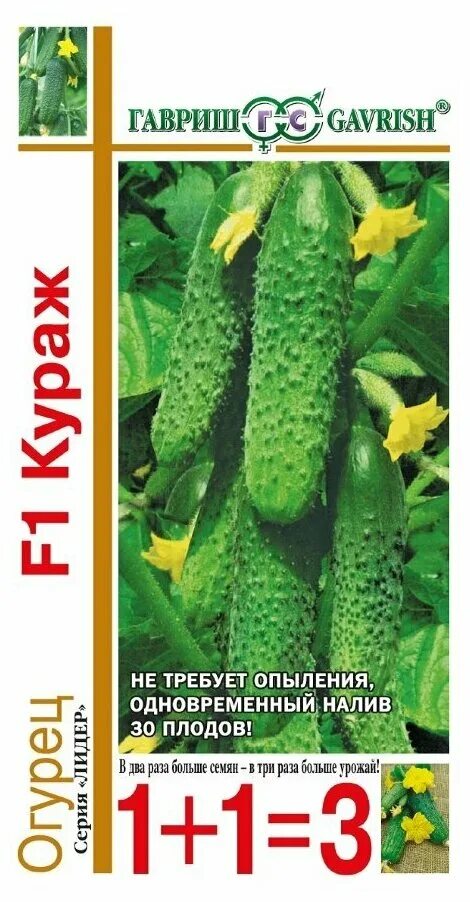 семена огурец кураж f1. огурцы купить. огурцы кураж. семена огурец кураж гавриш. сорт огурцов кураж.