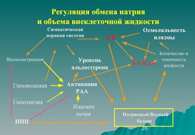 Регуляция почками концентрации ионов калия. Механизмы регуляции деятельности почек. Регуляция ионного состава крови. Регуляция натрия. Регуляция натрия.