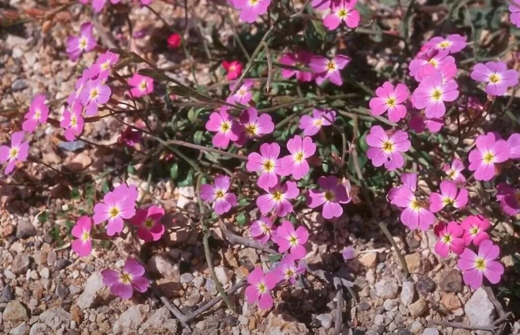 Малькольмия Приморская цветок. Малькольмия Приморская (Malcolmia maritima)…. Малькольмия Приморская Вирджиния. Малькольмия Африканская. Малькольмия