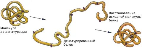 Некоторые способны к ренатурации