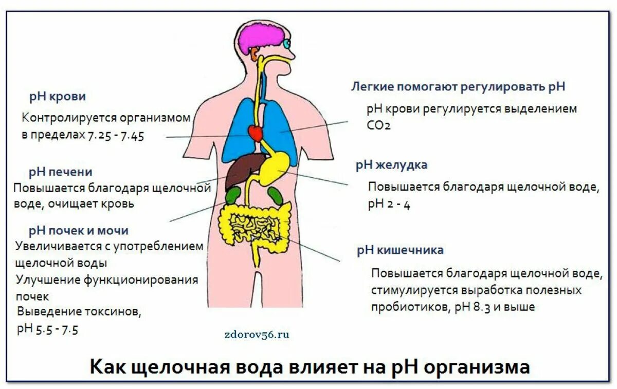 Орган отвечающий за очистку крови. Кислотно-щелочная среда в организме человека. Кислая и щелочная среда в организме человека. PH органов человека. Влияние щелочной воды на организм человека.