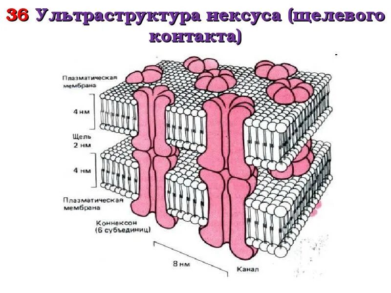 Нексус это гистология. Нексус строение гистология. нексус гистология схема. щелевые соединения нексусы. десмосомы и нексусы.