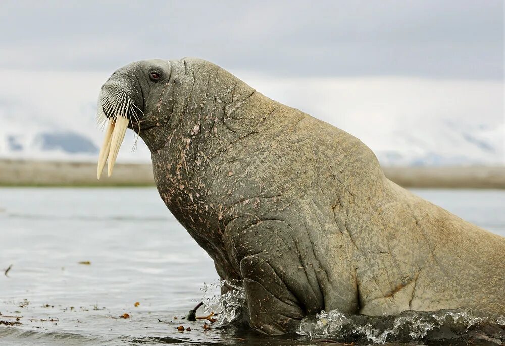 Тихоокеанский морж (Odobenus rosmarus divergens). Морж Лаптевский подвид. Морж Odobenus rosmarus Linnaeus, 1758.