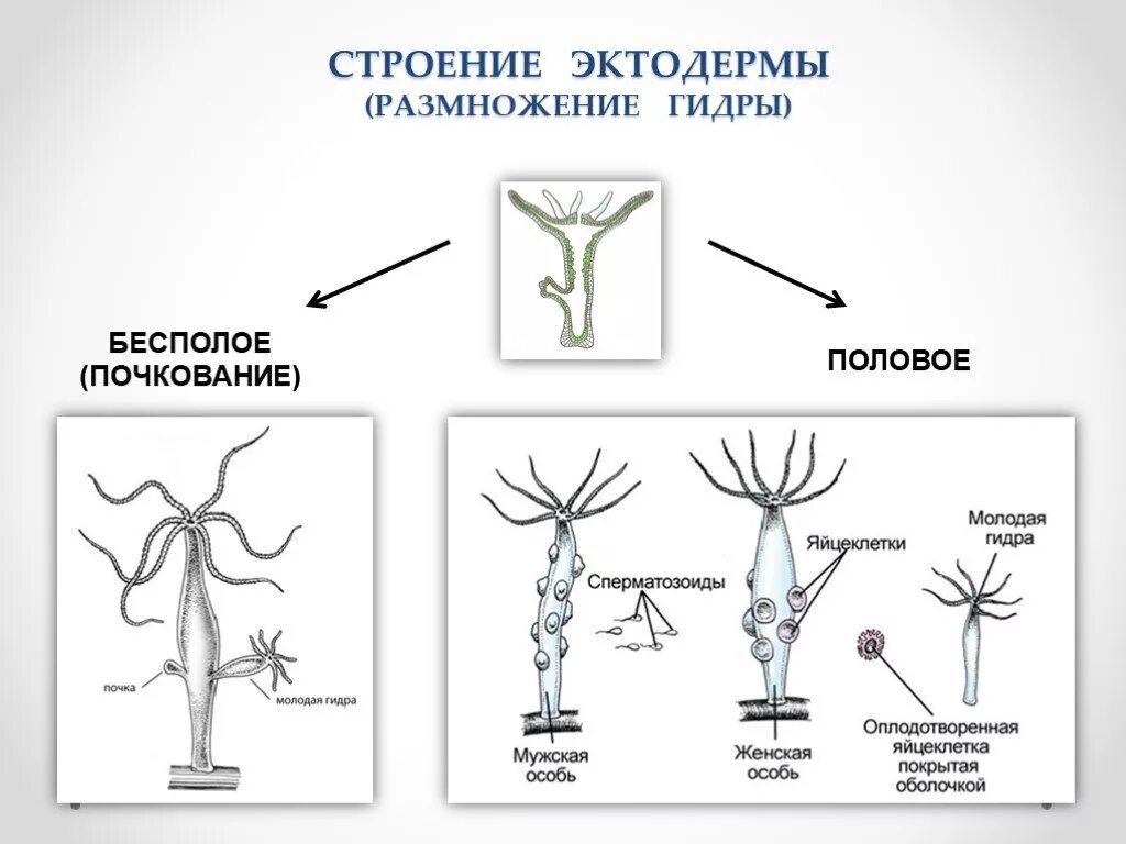 Бесполое размножение гидры пресноводной. Половое и бесполое размножение гидры. Схема бесполого размножения гидры. Пресноводная гидра строение размножение. Пресноводная гидра размножается
