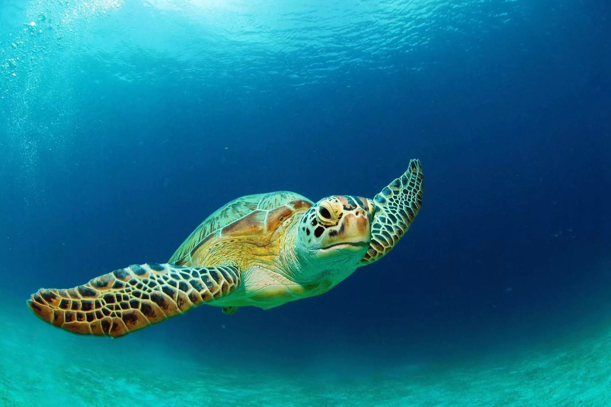 Морская черепаха бисса. Бисса Каретта. Черепаха Каретта (логгерхед). Зеленая морская черепаха.