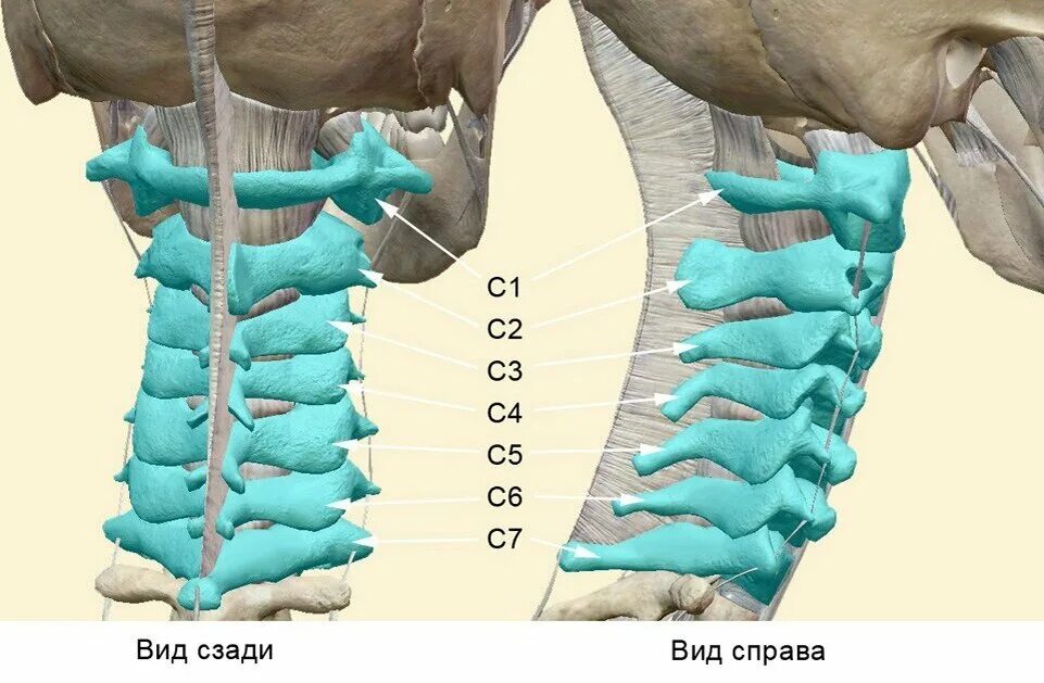 С4-с6 шейного отдела. С3 с4 шейный отдел. 1-7 Шейные позвонки. Шейный отдел позвоночника с4-с7. Остеохондроз с7