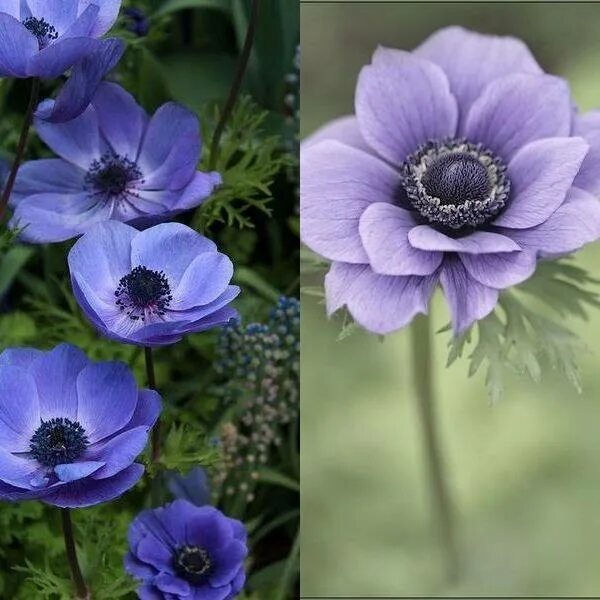 Анемоны цветы уход в открытом грунте. Анемона корончатая (Anemone coronaria). Анемона виноградолистная. Анемона ветреница семена. Anemone barbulata анемона мелкобородчатая.