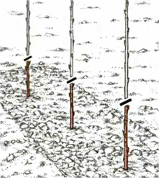 Схема посадки ежевики садовой. Схема посадки ежевики. Мульчирование ремонтантной малины. Посадка малины осенью. Саженцы малины ремонтантной.