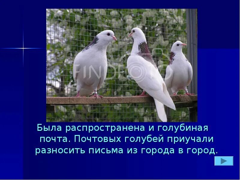 Почтовый голубь должен. Голубиная почта. Голубь почта России. Доклад почтовый голубь. Почтовые голуби история для детей.