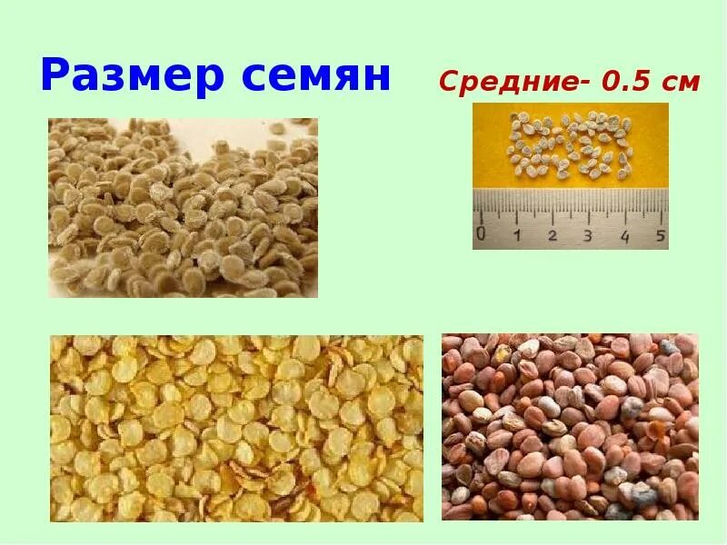 Размер семян пшеницы