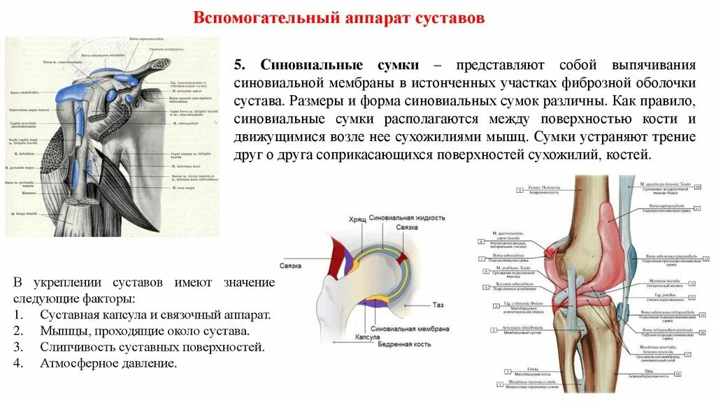 Суставная сумка коленного сустава. Суставная капсула тазобедренного сустава. Связочный аппарат тазобедренного сустава. Фиксирующий аппарат тазобедренного сустава анатомия. Вспомогательный аппарат тазобедренного сустава.