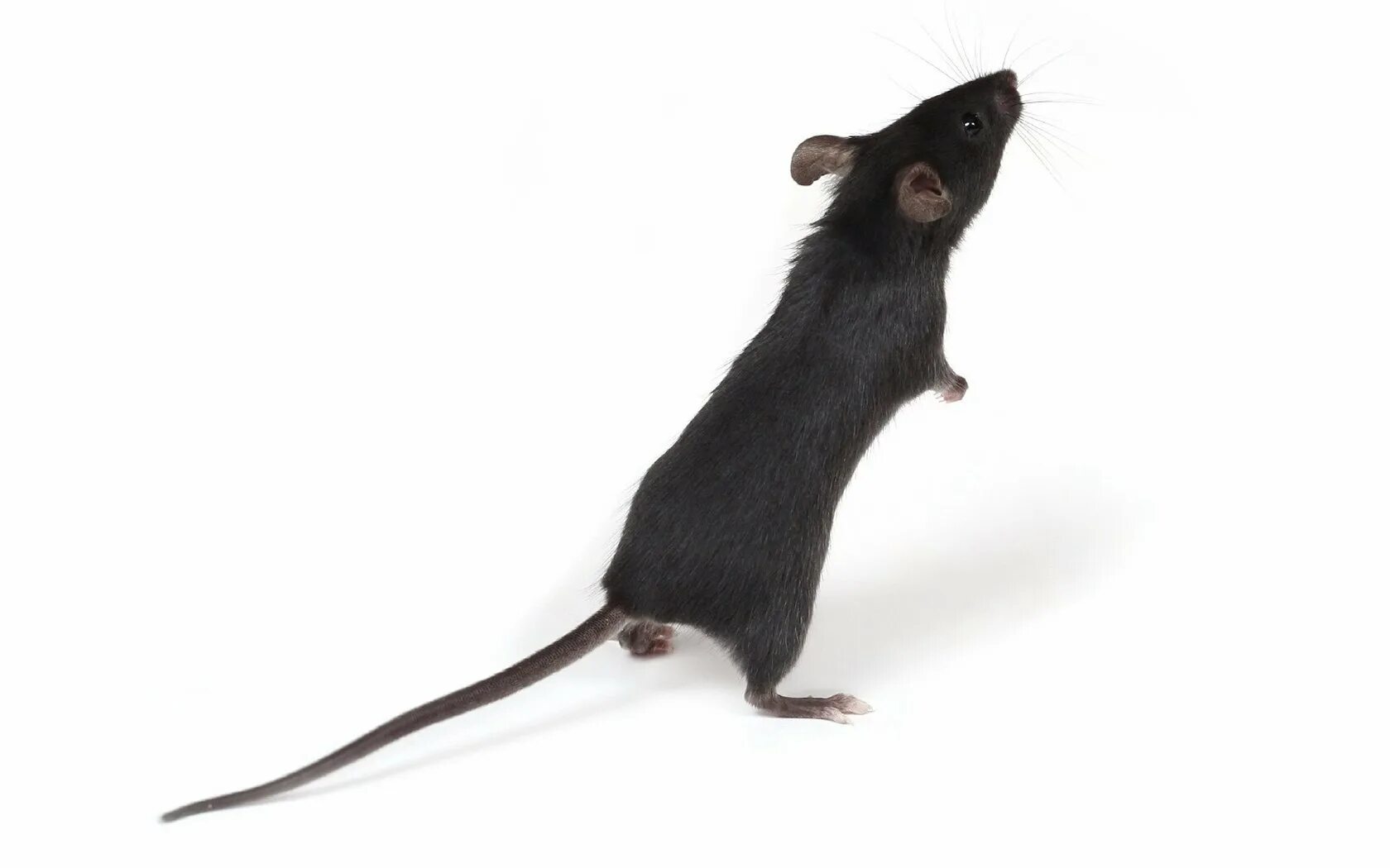 Видеть во живых мышей. Черная мышь. Черная мышь Живая. Мышь черная домовая. Крыса висит на хвосте.