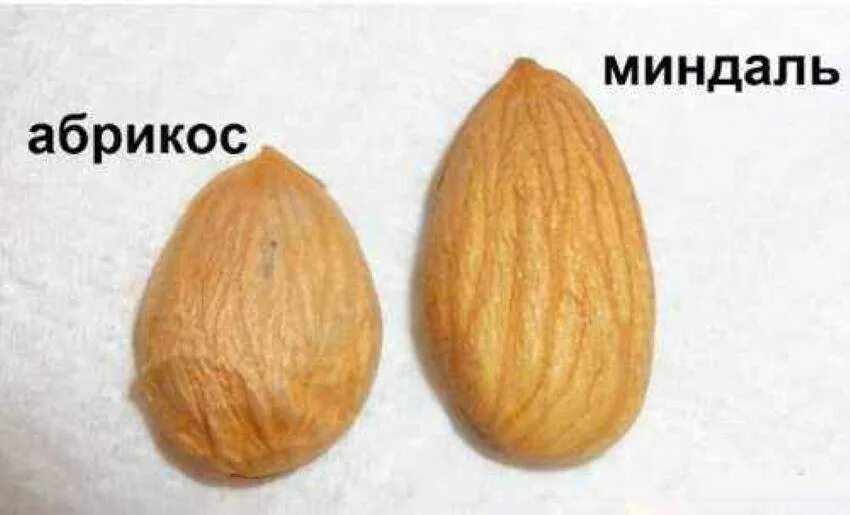 Как отличить миндаль от косточки. Миндаль и абрикосовая косточка. миндаль как отличить от абрикосовой косточки. косточки абрикоса и миндаль различия. косточка абрикоса это миндаль.