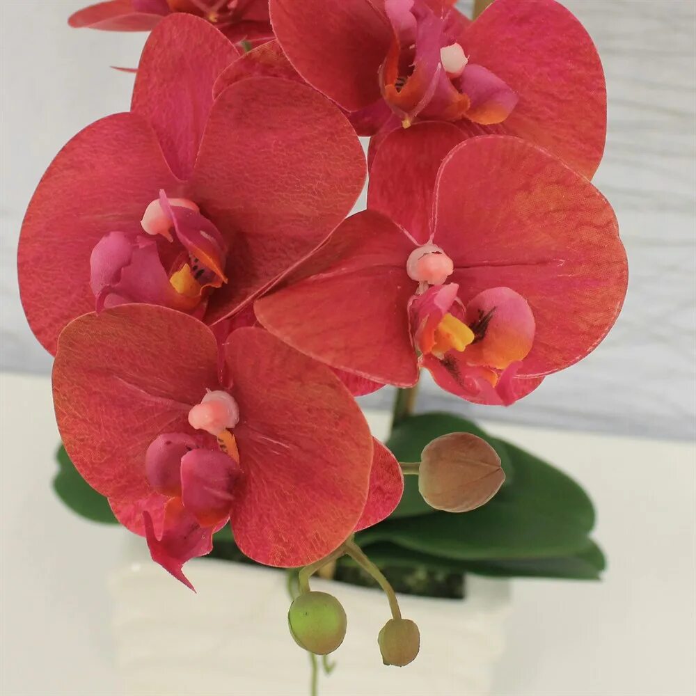 Где купить орхидею. Саншайн Орхидея фаленопсис. Фаленопсис Стравберри. Фаленопсис азиан коралл. Орхидея фаленопсис красная.