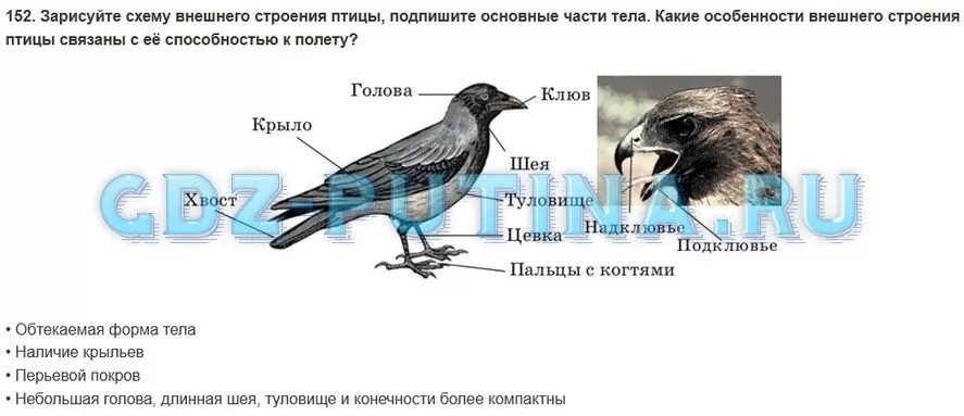 Лабораторная биология 7 класс строение птицы. Наружное строение птицы. Изучение внешнего строения птиц. Зарисуйте схему внешнего строения птицы.