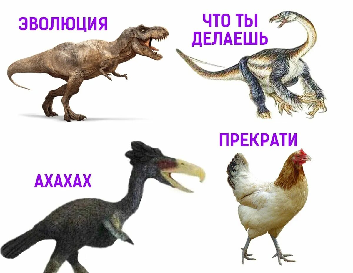 Эволюция динозавров. Курица родственник динозавра. Курица потомок динозавров. Динозавр прародитель курицы. Ближайший родственник динозавра