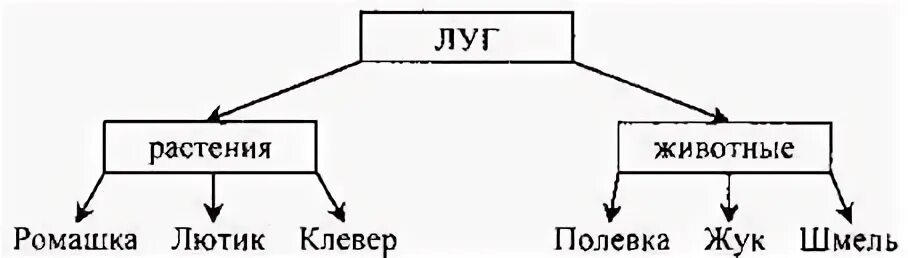 Схема пищевой цепи Луга. Схема питания Луга 4 класс. Цепь питания луга 5 класс