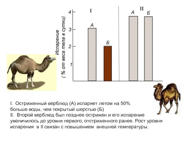 Сообщение испарение в жизни животных. Испарение у животных. роль испарения в жизни животных. испарение в жизни человека и животных. у верблюдов после летней стрижки.