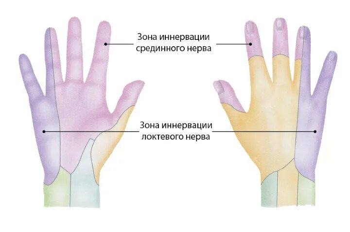 Зона иннервации срединного нерва. Иннервация локтевого нерва на кисти. Иннервация срединного нерва кисти. Локтевой нерв иннервация. Почему немеют пальцы правой кисти