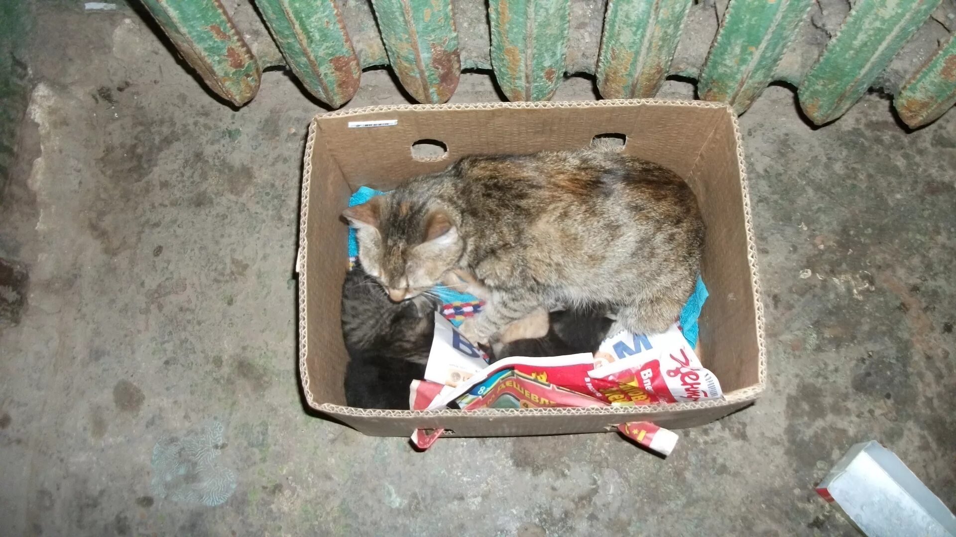 Кошки в подвале дома. Котенок в подвале. Бездомные котята в коробке. Бездомные котята в подъезде. Котенок в подъезде.