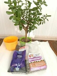 Денежное дерево земля для пересадки