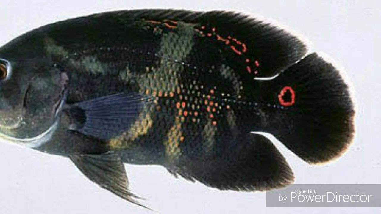 Fish breed. Fish breed. Аквариумное рыбоводство. Дискус ред мелон. Гуппи аквариумные рыбки.
