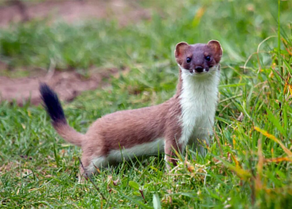 Горностай (mustela erminea). Американская норка (neogale vison). Горностай (mustela erminea). Горностай и полевка. Горностай (mustela erminea).