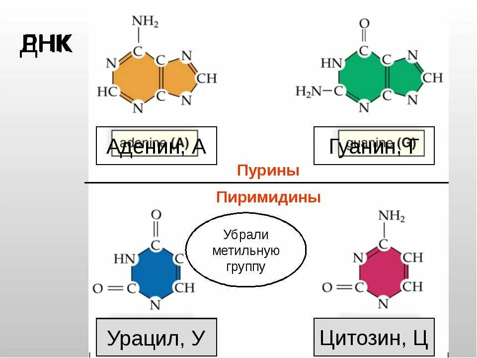 пурин структура. мочевая кислота hno3. амфотерность пурина реакции. пурин, пиримидин (аденин, гуанин, тимин, урацил, цитозин) формула. ксантин и гипоксантин формула.
