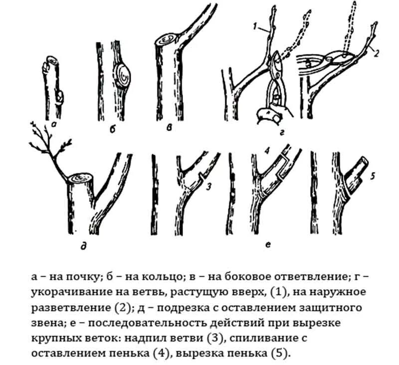 Схема обрезки плодовых деревьев. Санитарная обрезка яблони весной. Схема обрезки плодовых деревьев осенью. Схема обрезки плодовых деревьев весной.