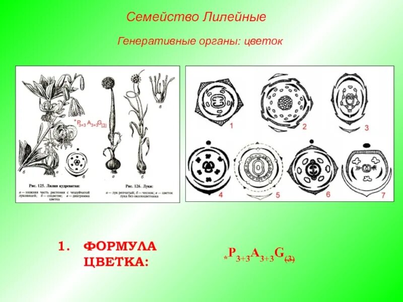 Растения семейства лилейных можно. Диаграммы цветков семейства Лилейные. Семейство Лилейные диаграмма цветка. Формула цветка семейства Лилейные. Диаграмма цветка из семейства лилейных.