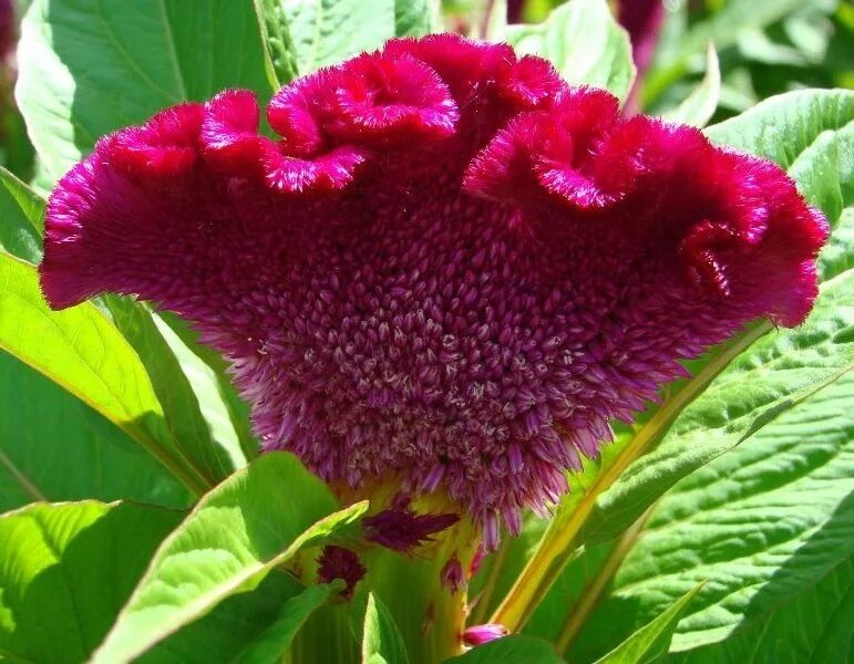 Целозия гребенчатая петушиный гребешок. Целозия гребенчатая императрица. Целозия аргентея кристата. Цветок называется гребешок. Цветок называется гребешок.