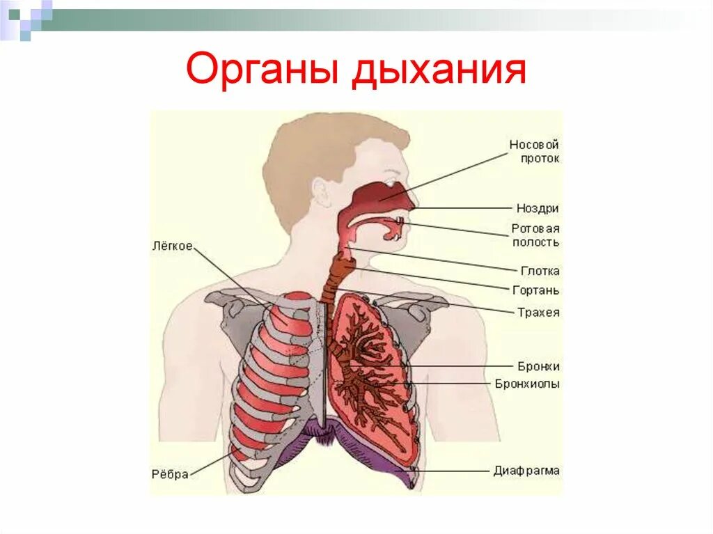 Носовая полость ротовая полость. Назовите органы дыхательной системы. Органы дыхания человека носовая полость. Гортань трахея бронхи легкие. Носовая полость гортань трахея бронхи.